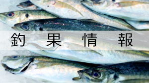 山陰鳥取兵庫岡山釣果