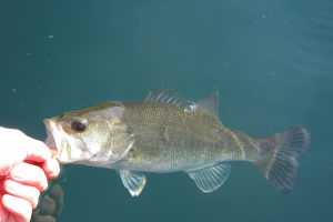 秋の豆バス釣り