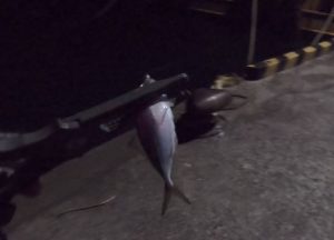 鳥取豆アジング