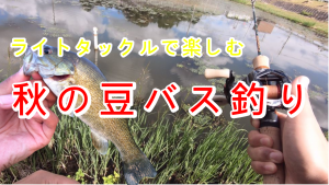 秋の豆バス釣り
