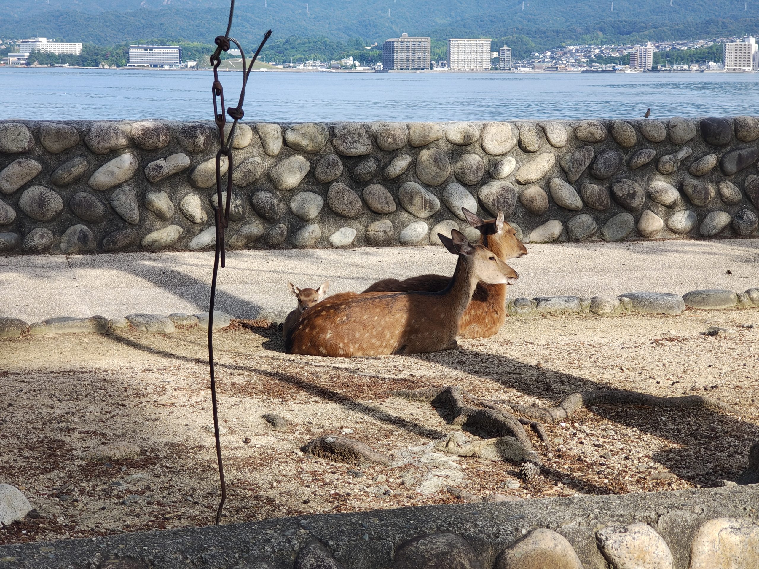 海岸沿いの石垣の前でくつろぐ2頭の鹿